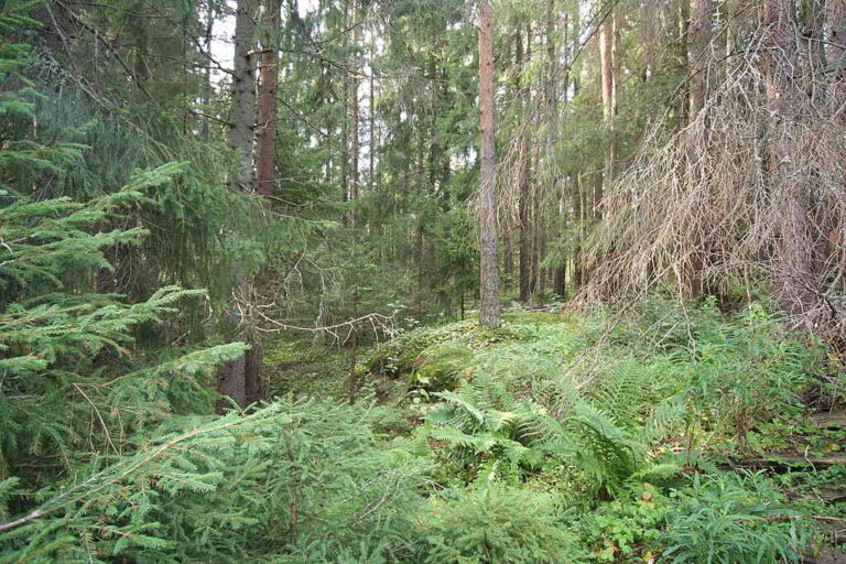 mallusjoen vanha metsä orimattila